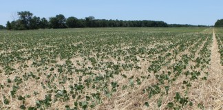 cover crops