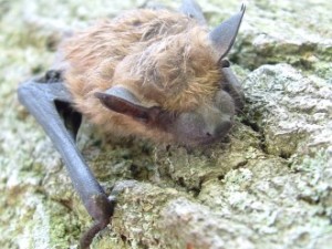 Mahoning County, Ohio bat has Rabies