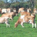 Pressure on dairy farms will continue into 2013