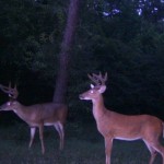 Ohio’s deer archery season begins Sept. 29 Deer