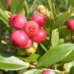 New blueberry varieties are a hit pink blueberries