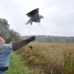 Rehabilitated bald eagle released on refuge
