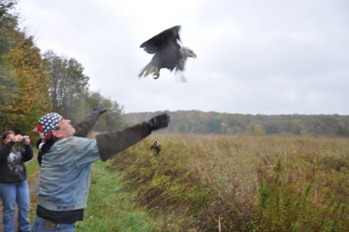 BaldEagle2CrawfordOct102012