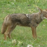 Public input sought on coyotes, feral dog damage in Pennsylvania a coyote standing in the grass.