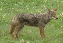 Public input sought on coyotes, feral dog damage in Pennsylvania a coyote standing in the grass.