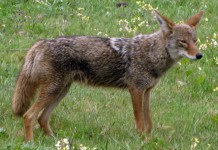 West Virginia authorizes use of M-44 device for coyote control Coyote