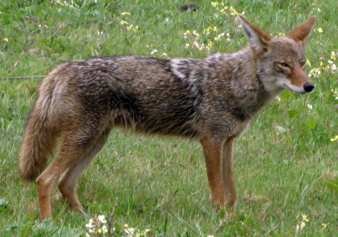 Coyote