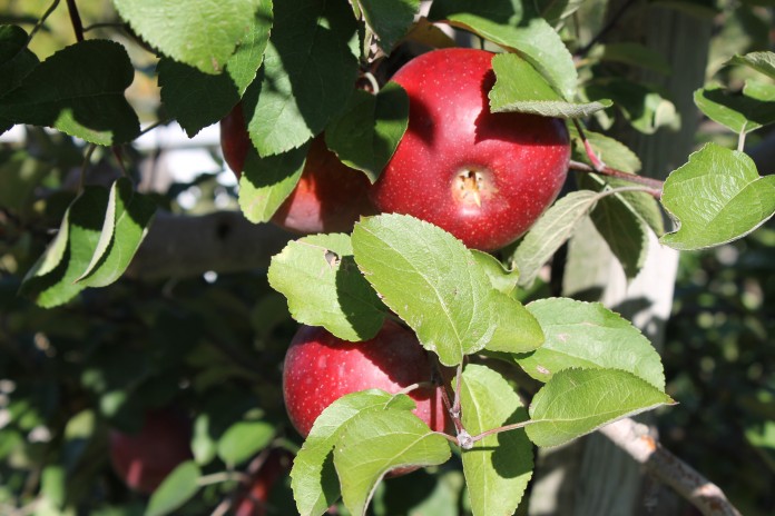 Apples Ohio apples