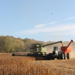 Combining soybeans