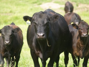 angus calves in Carrollton, Ohio