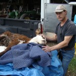 Fatally scorched calf has northeast Ohio community speaking out