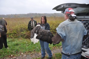 rehabilitated bald eagle
