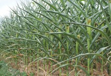 Ohio State assists farmers following USDA natural disaster declaration Corn during drought 2012