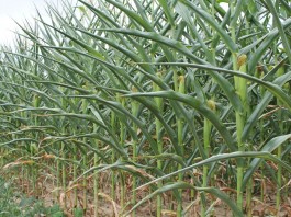 Grain price crash baffles drought stricken farmers Corn during drought 2012