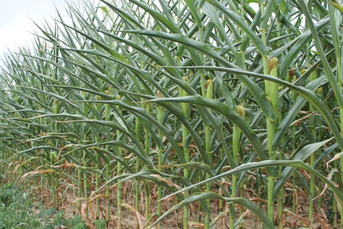 Corn during drought 2012