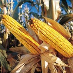 Monsanto ends year with net income of $2 billion Monsanto corn