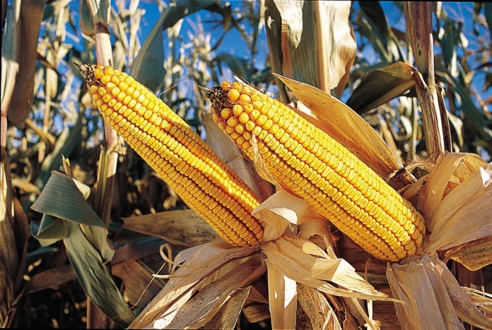 monsanto.corn.hr_ag12 Monsanto corn