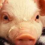 No bacon shortage: Still lots of little piggies headed to market