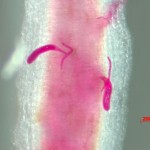 Genetics makes soybeans resistant to disease Soybean Nematode