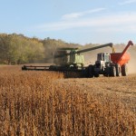 soybean harvest