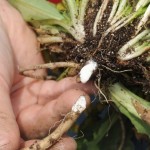 Rubber from Dandelions