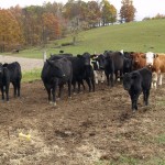 Photo of a beef herd