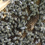 Honeybee genes that help defend against mites photo of bee hive