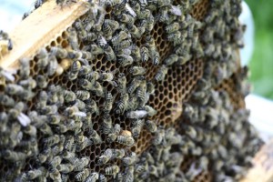 photo of bee hive