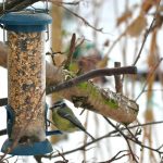 Shalaway details his favorite bird feeders bird feeder hanging in tree during winter
