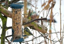 Wood, plastic? How to choose a bird feeder bird feeder hanging in tree during winter