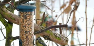 bird feeder hanging in tree during winter
