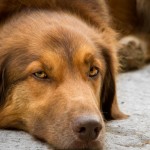 Christmas can be tough for pets brown dog