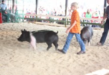 Pigs look healthy but test positive for flu at fairs
