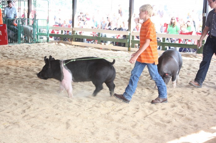 gilt hog show.JPG