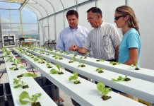 OSU trials show new bio-fertilizer can increase hydroponic vegetable growth hydroponics