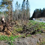 Damage to trees from high winds often goes undetected tree damage