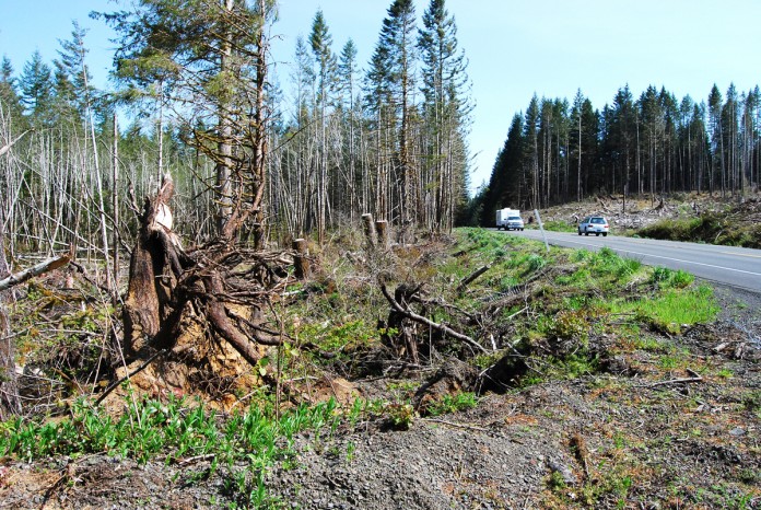 tree damage tree damage
