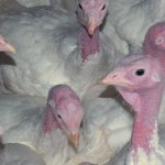 Turkey will cost more at most Thanksgiving Day dinner tables turkey farm