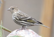 Ohio is the new home of rare boreal songbirds winter finches