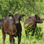 photo of beef steers