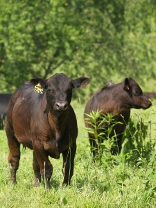 photo of beef steers