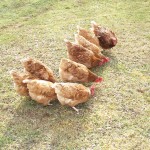 photo of chickens