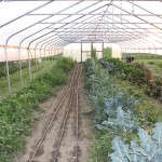 7 considerations for gardening with high tunnels