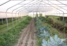 7 considerations for gardening with high tunnels