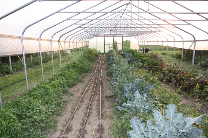 high tunnel.swope.3.JPG