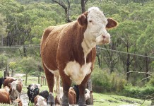 OEFFA conference slated for Feb. 15-17 in Dayton Photo of several cows