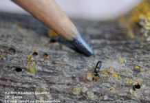 Walnut Twig Beetle recently discovered in Ohio photo of a twig beetle