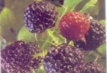 OSU researchers working to increase blackberry and raspberry production