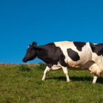 Dairy turbulence could settle by the end of 2013 photo of a cow and blue sky