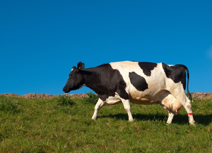 photo of a cow and blue sky